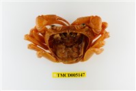 藏品(琉球清溪蟹)的圖片